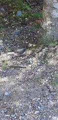 Junco hyemalis image