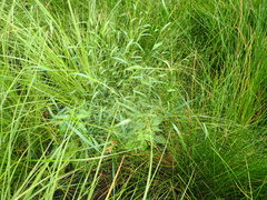 Kellochloa verrucosa