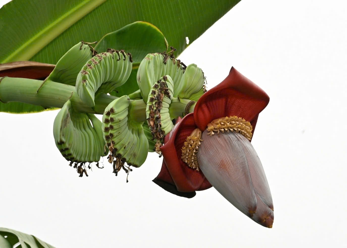 Musa paradisiaca — ảnh 3