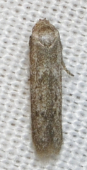 Blastobasis taurusella
