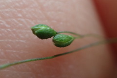 Kellochloa verrucosa