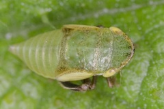 Aphrodes makarovi