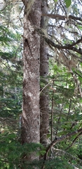Abies balsamea image