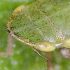 Aphrodes makarovi
