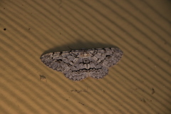 Stenoporpia pulmonaria