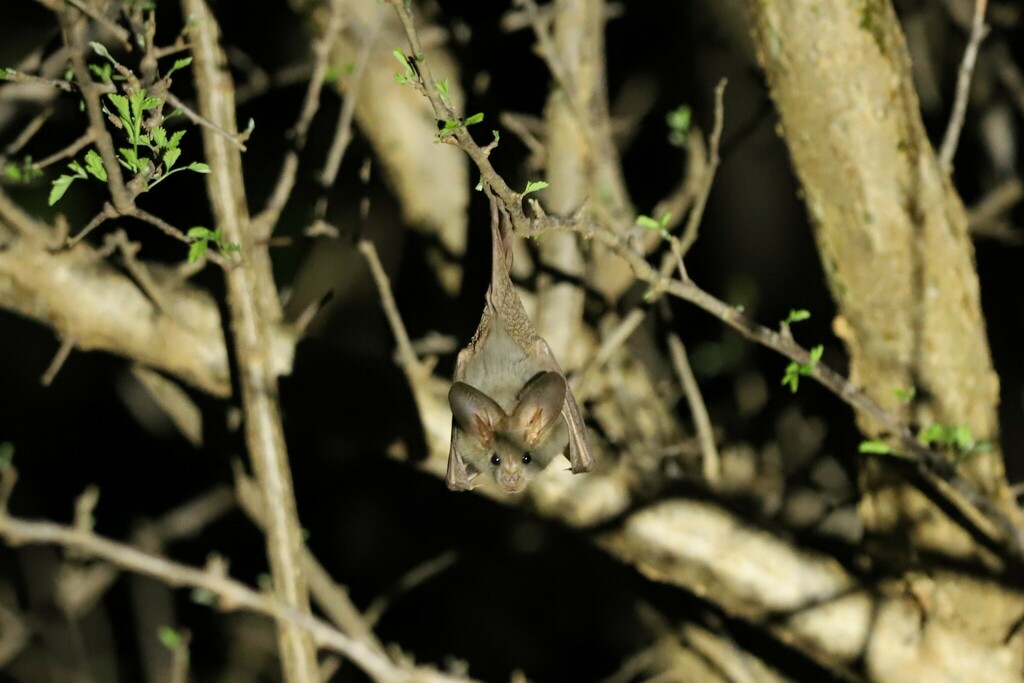 Heart-nosed Bat