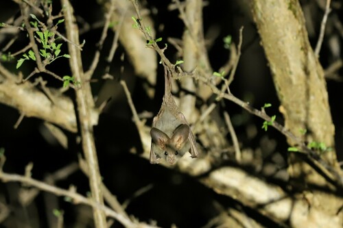 Heart-nosed Bat