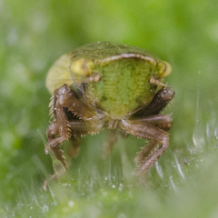 Aphrodes makarovi
