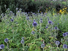 Echinops bannaticus