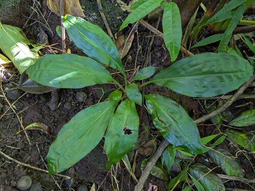 Palisota (Palisota bracteosa)