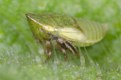 Aphrodes makarovi