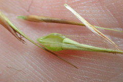 Rhynchospora macrostachya