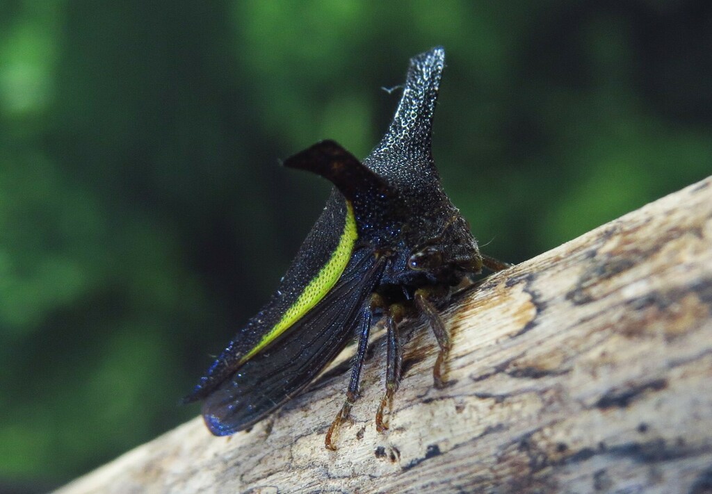 Hemikyptha crux