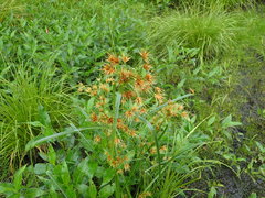 Rhynchospora macrostachya