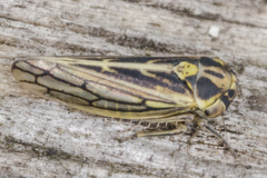 Dryodurgades antoniae