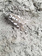 Arachnis zuni