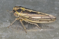 Dryodurgades antoniae