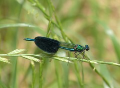 Calopteryx xanthostoma