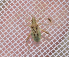 Harmostes reflexulus