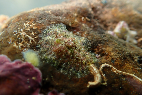Dolabrifera dolabrifera observed 2024-12-18