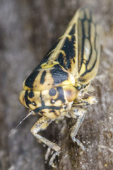 Dryodurgades antoniae