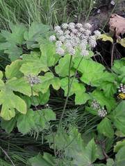 Silphiodaucus prutenicus