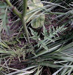 Silphiodaucus prutenicus