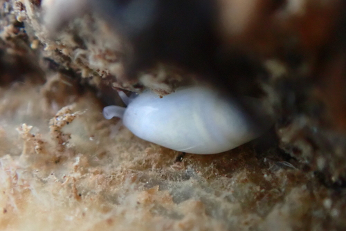 Volvarina unilineata observed 2024-12-18