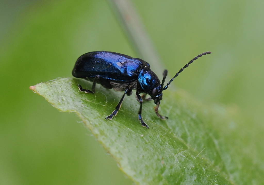 Macrohaltica jamaicensis