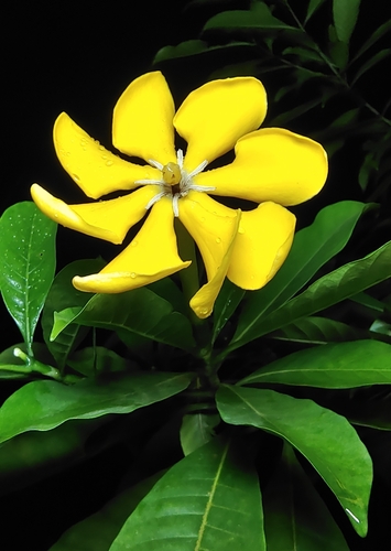 Kula gardenia (Gardenia tubifera)