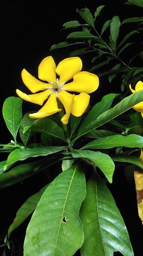 Gardenia tubifera, photograph 2