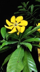 Gardenia tubifera, photograph (c) Doreen, some rights reserved (CC BY)