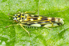 Eupteryx urticae