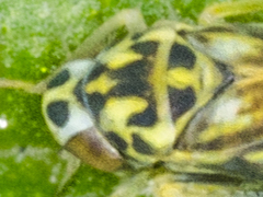 Eupteryx urticae