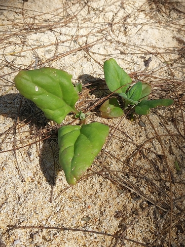 Tetragonia tetragonoides observed 2025-01-14