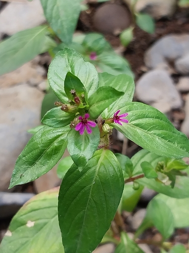 Cuphea carthagenensis observed 2025-01-15