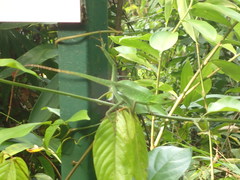 Bronchocela cristatella