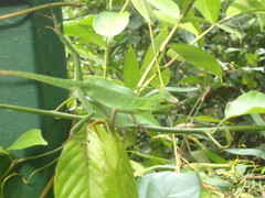Bronchocela cristatella