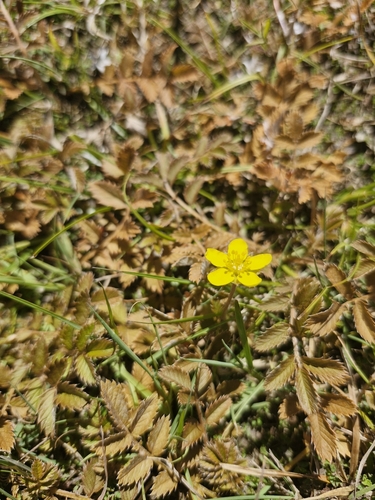 Image of Argentina anserinoides by no rights reserved