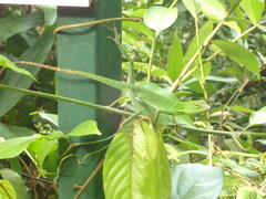 Bronchocela cristatella