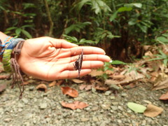 Gasteracantha mengei