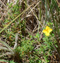 Rhexia lutea