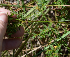 Rhexia lutea
