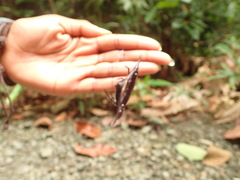 Gasteracantha mengei
