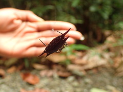 Gasteracantha mengei