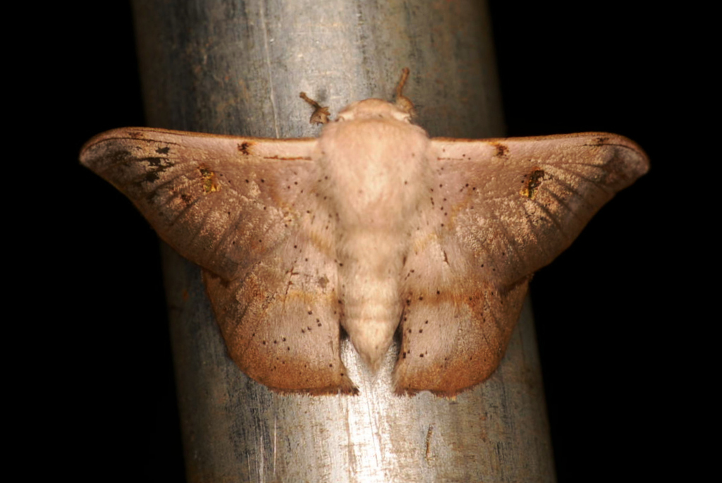 Eadmuna guianensis