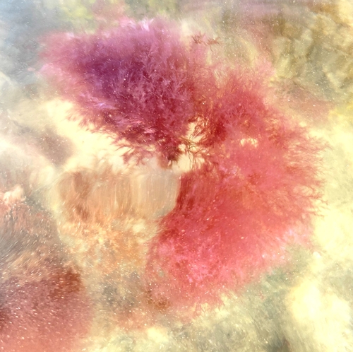 Cottoniella filamentosa observed 2025-01-27