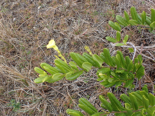 Alamanda-de-praia