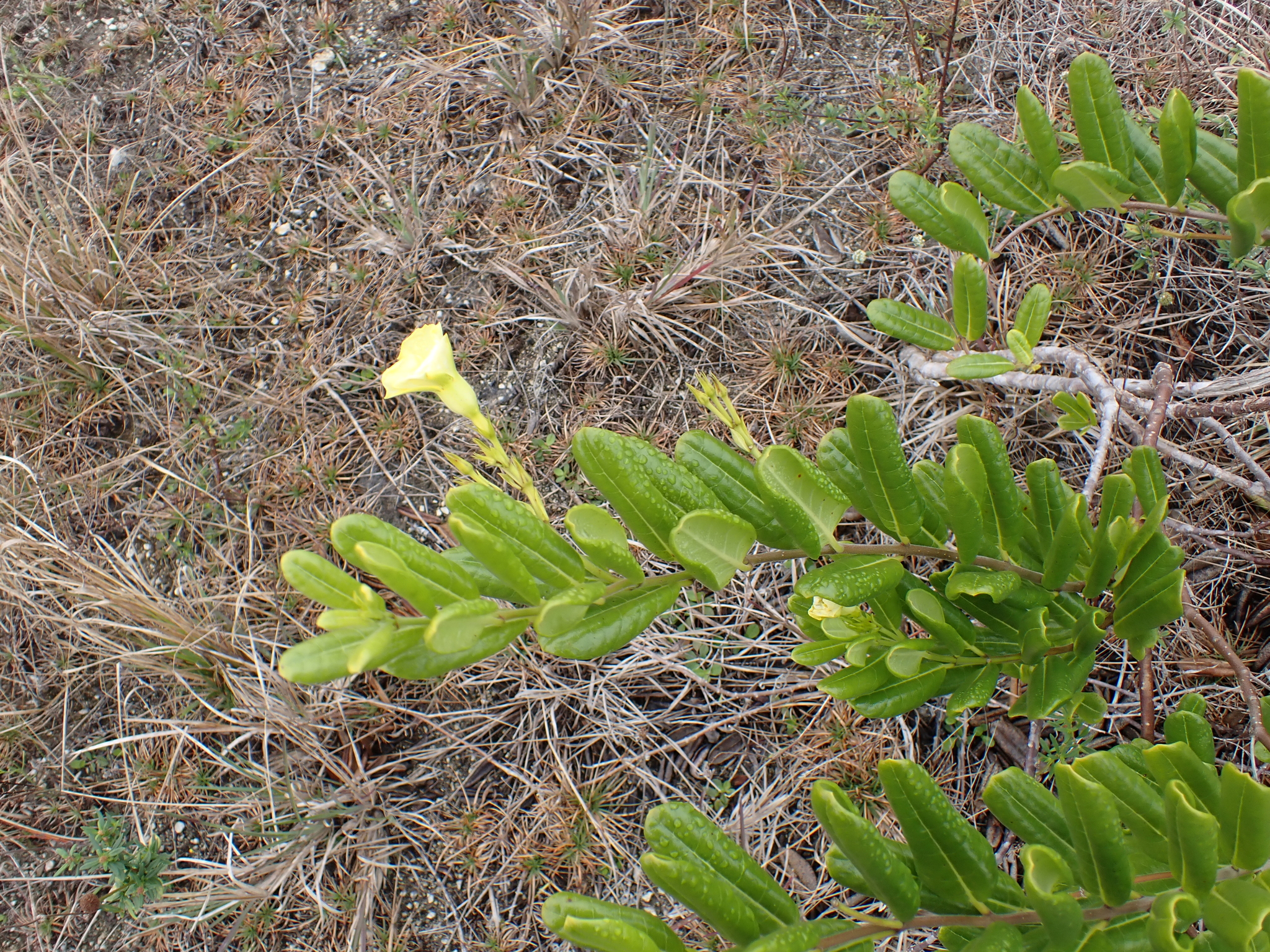 Imagem de Alamanda-de-praia