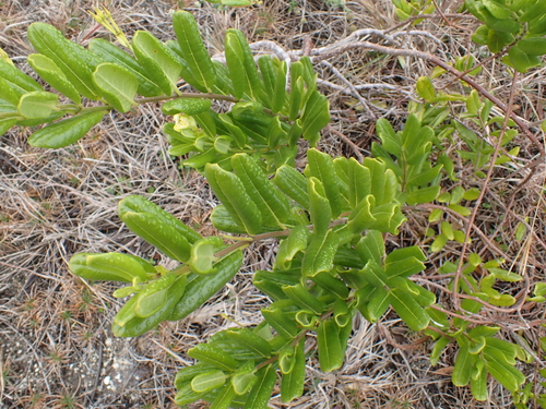 Foto de Alamanda-de-praia
